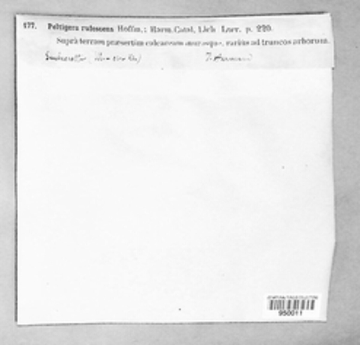Peltigera rufescens image